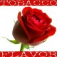 Rose Tobacco