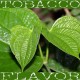 Stag Leaf Tobacco